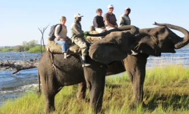 Elephant Back Safari in Victoria Falls