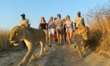 Walk with Lions